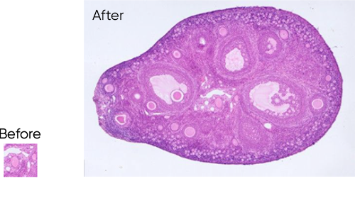 Tucsen MiChrome 5 PRO 5MP Color USB3 Smart Microscope Camera