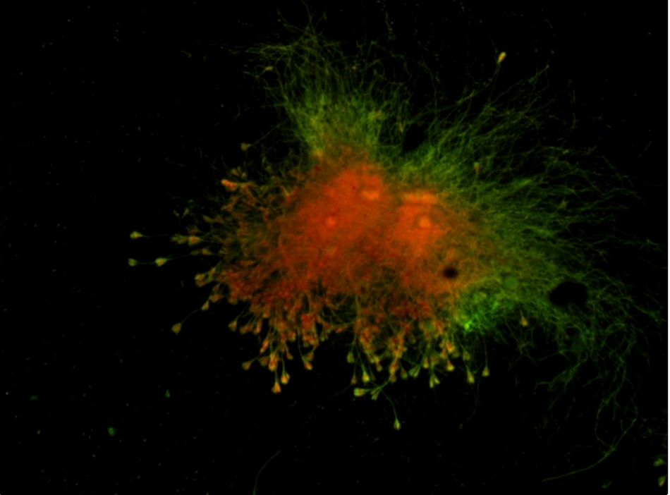 Teledyne Lumenera INFINITY8-3M Monochrome USB 3.0 Microscope Camera