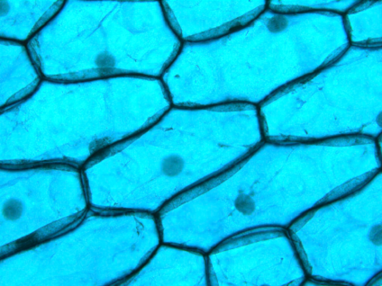 Teledyne Lumenera INFINITY 5-5C 5.1 Megapixel Color USB3 + HDMI Microscope Camera