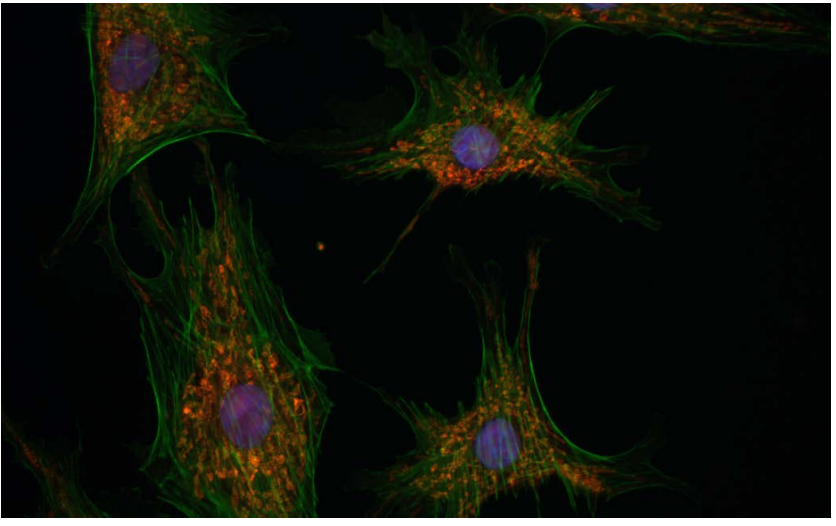 Teledyne Lumenera INFINITY8-8M Monochrome USB 3.0 Microscope Camera