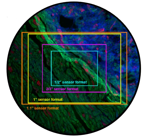 Teledyne Lumenera Infinity 8-9C 8.9 Megapixel Color USB3 Microscope Camera